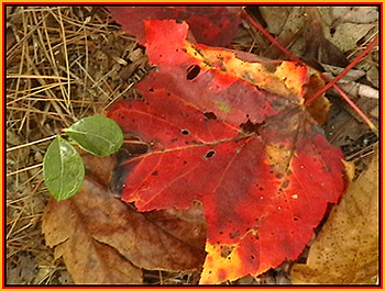 Fall New England Leaves by John W. Uhler © Page Makers, LLC